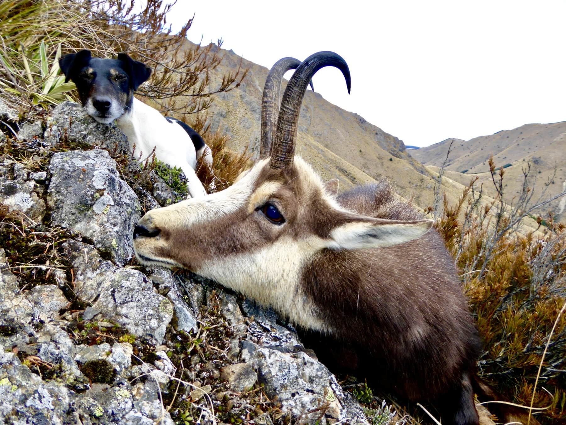 Free-range chamois with New Zealand hunting outfitters