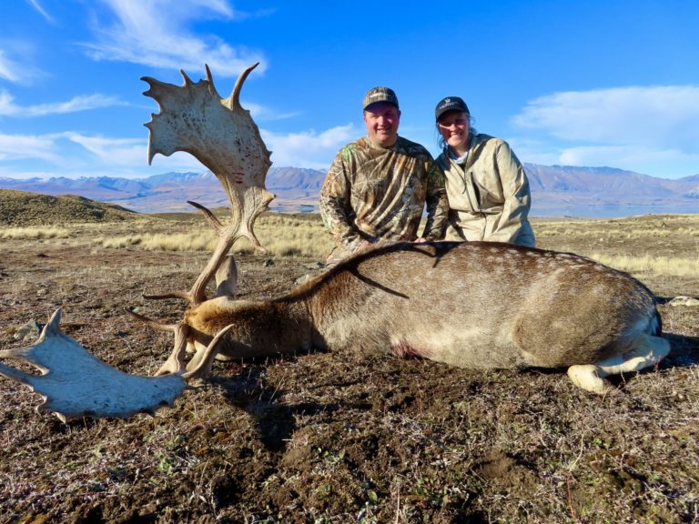 New Zealand giant fallow buck trophy