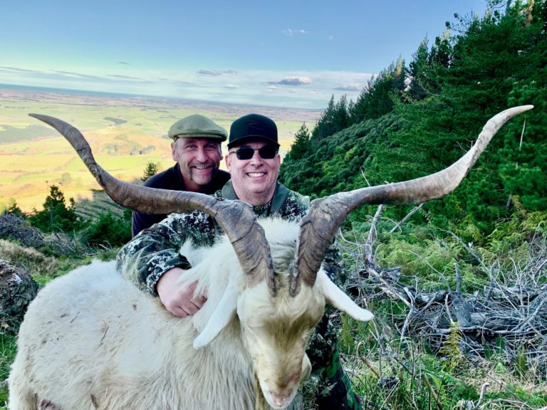 New Zealand alpine goat hunting trophy, 30 inches