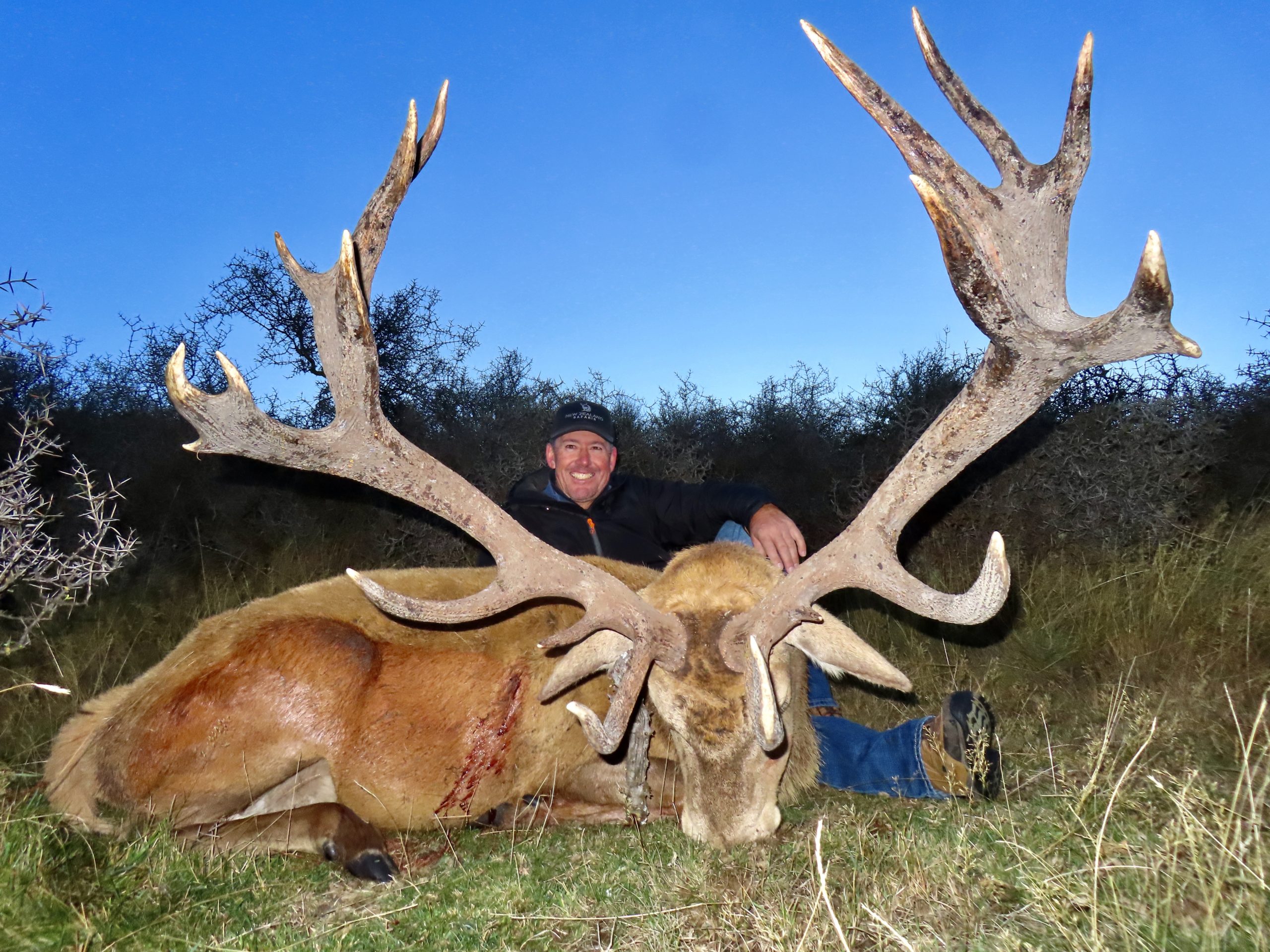New Zealand red stag hunt
