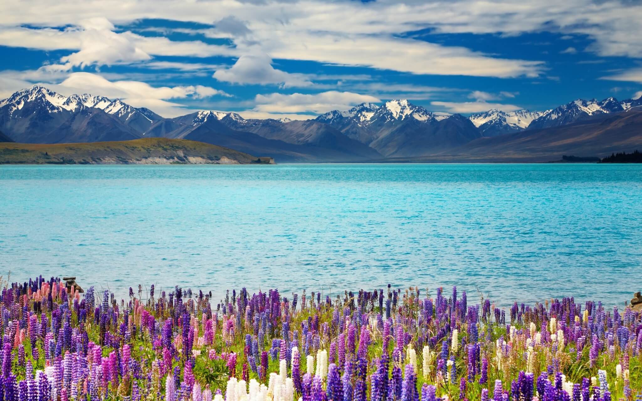 Lake Tekapo with lupins
