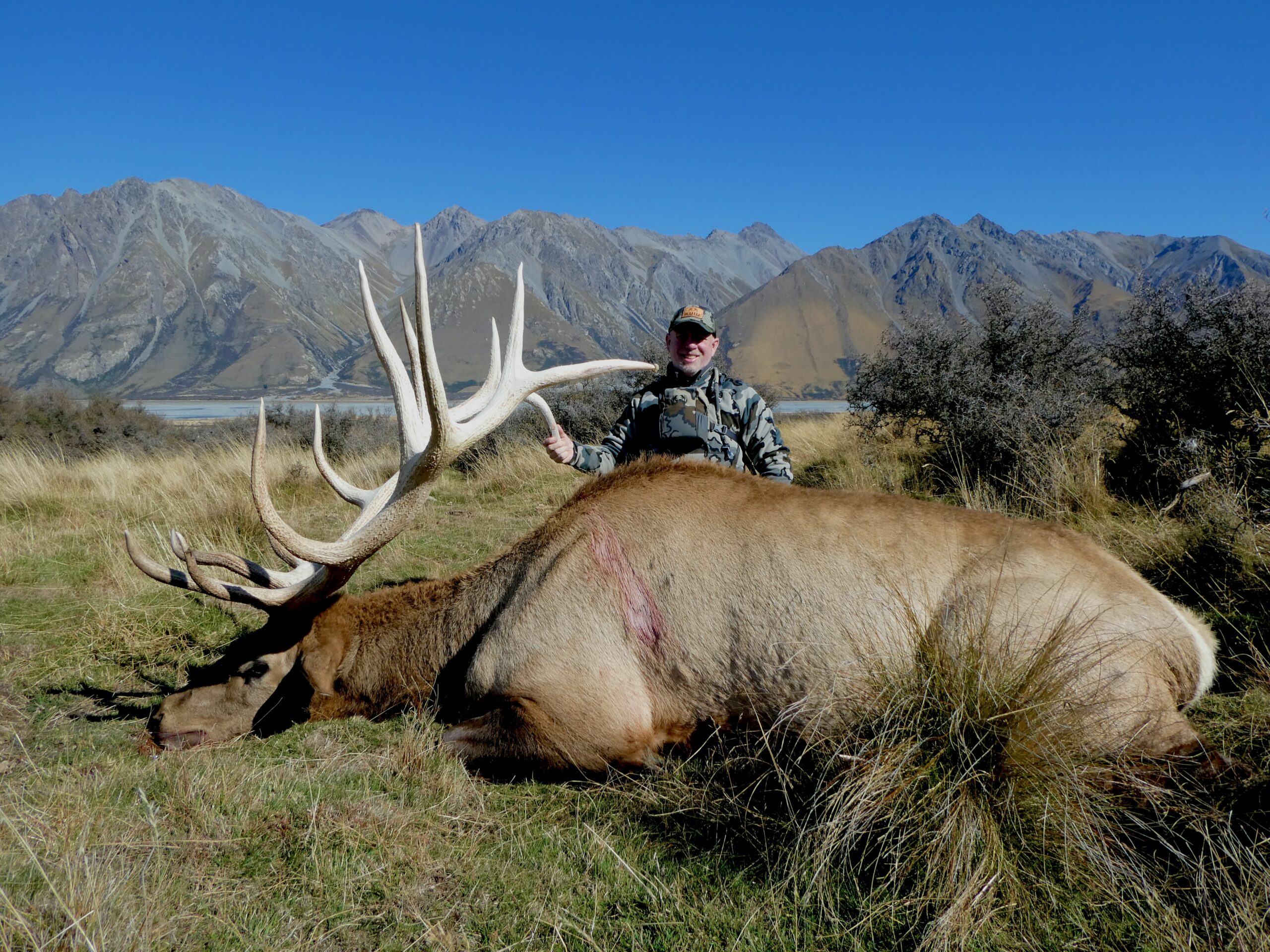 New Zealand elk hunting trophy bull