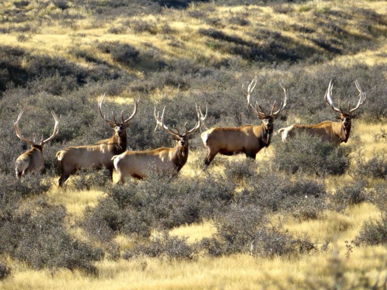 New Zealand Safaris hunting, 2023