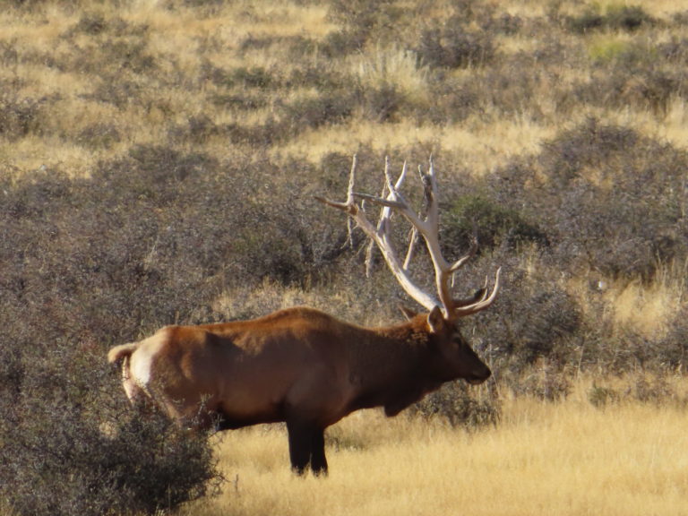 New Zealand Safaris hunting, 2023