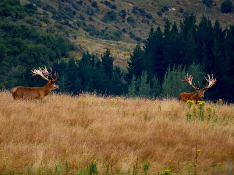 New Zealand Safaris hunting, 2023