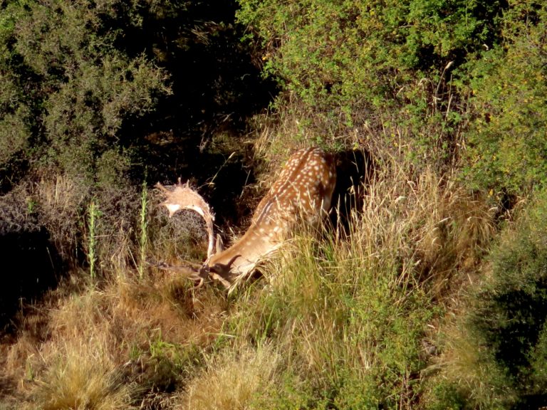New Zealand Safaris hunting, 2024