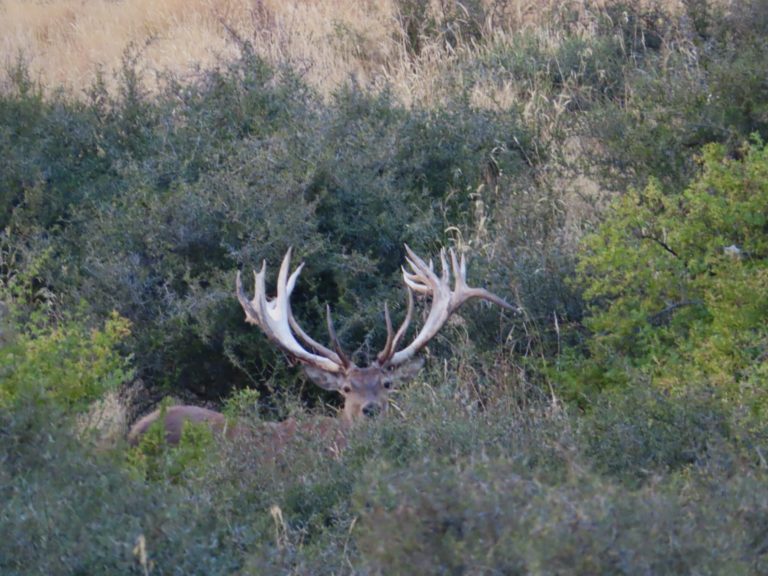 New Zealand Safaris hunting, 2024