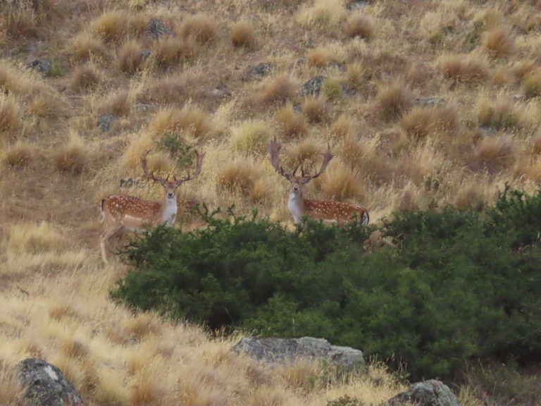 New Zealand Safaris hunting, 2024