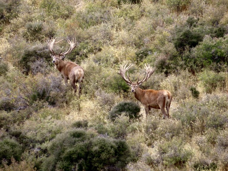 New Zealand Safaris hunting, 2024