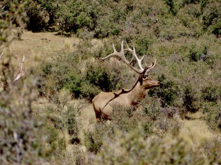 New Zealand Safaris hunting, 2024