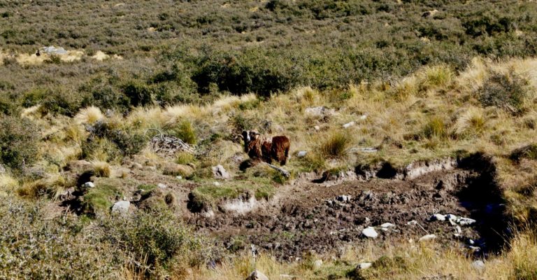 New Zealand Safaris hunting, 2024