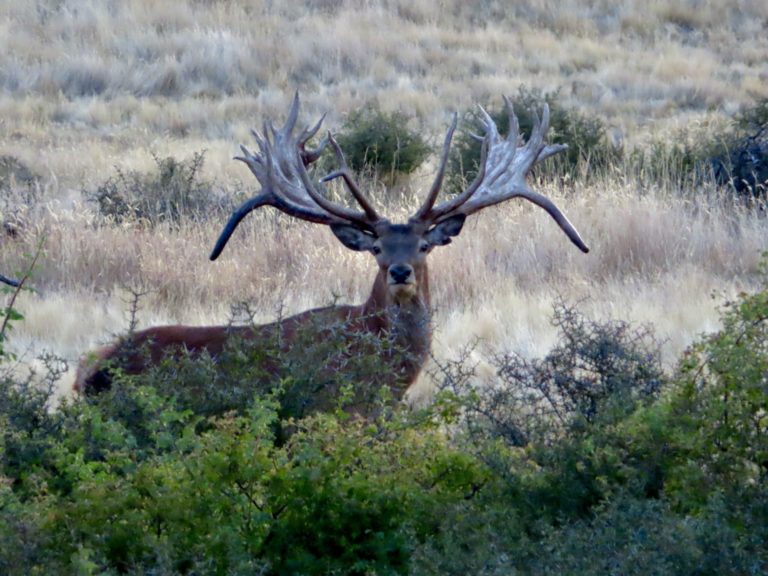 New Zealand Safaris hunting, 2024