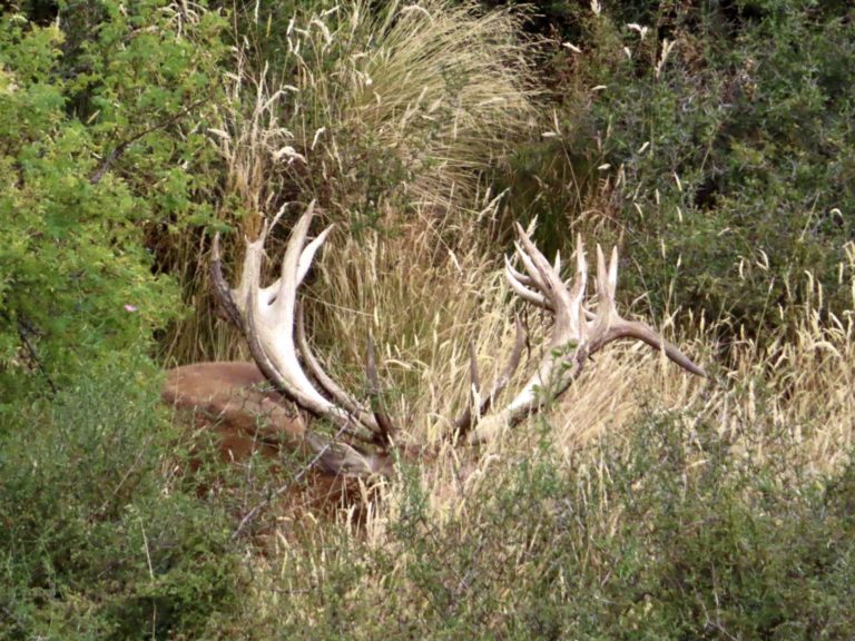 New Zealand Safaris hunting, 2024