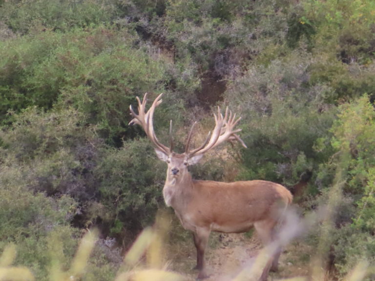New Zealand Safaris hunting, 2024