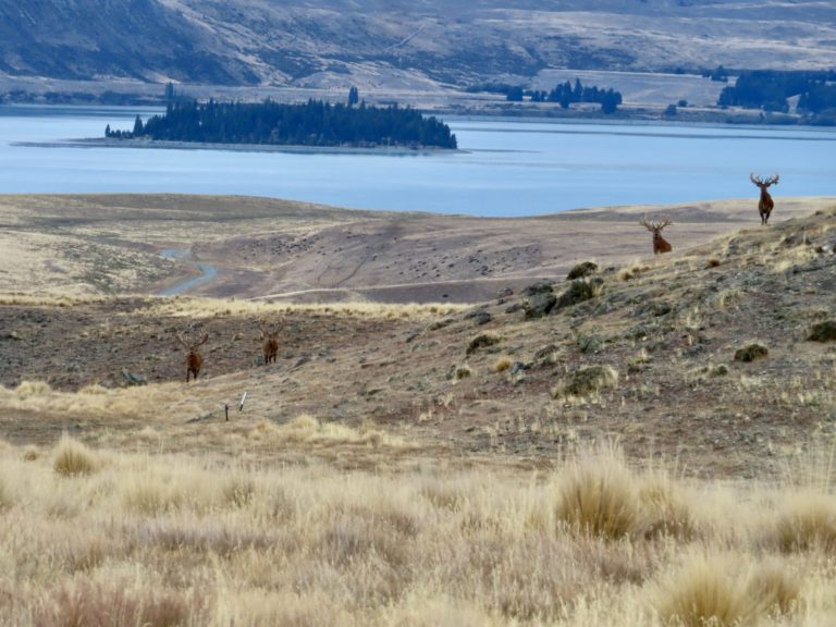 New Zealand Safaris hunting, 2024