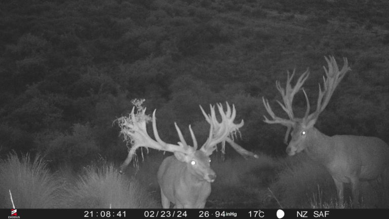 New Zealand Safaris hunting, 2024