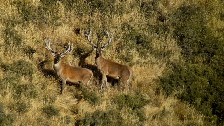 New Zealand Safaris hunting, 2024