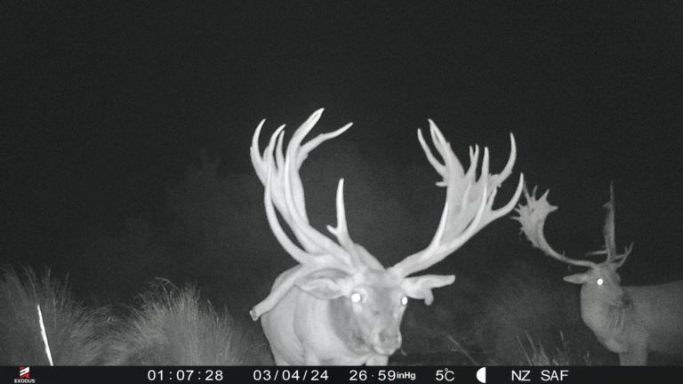 New Zealand Safaris hunting, 2024