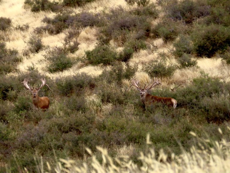 New Zealand Safaris hunting, 2024