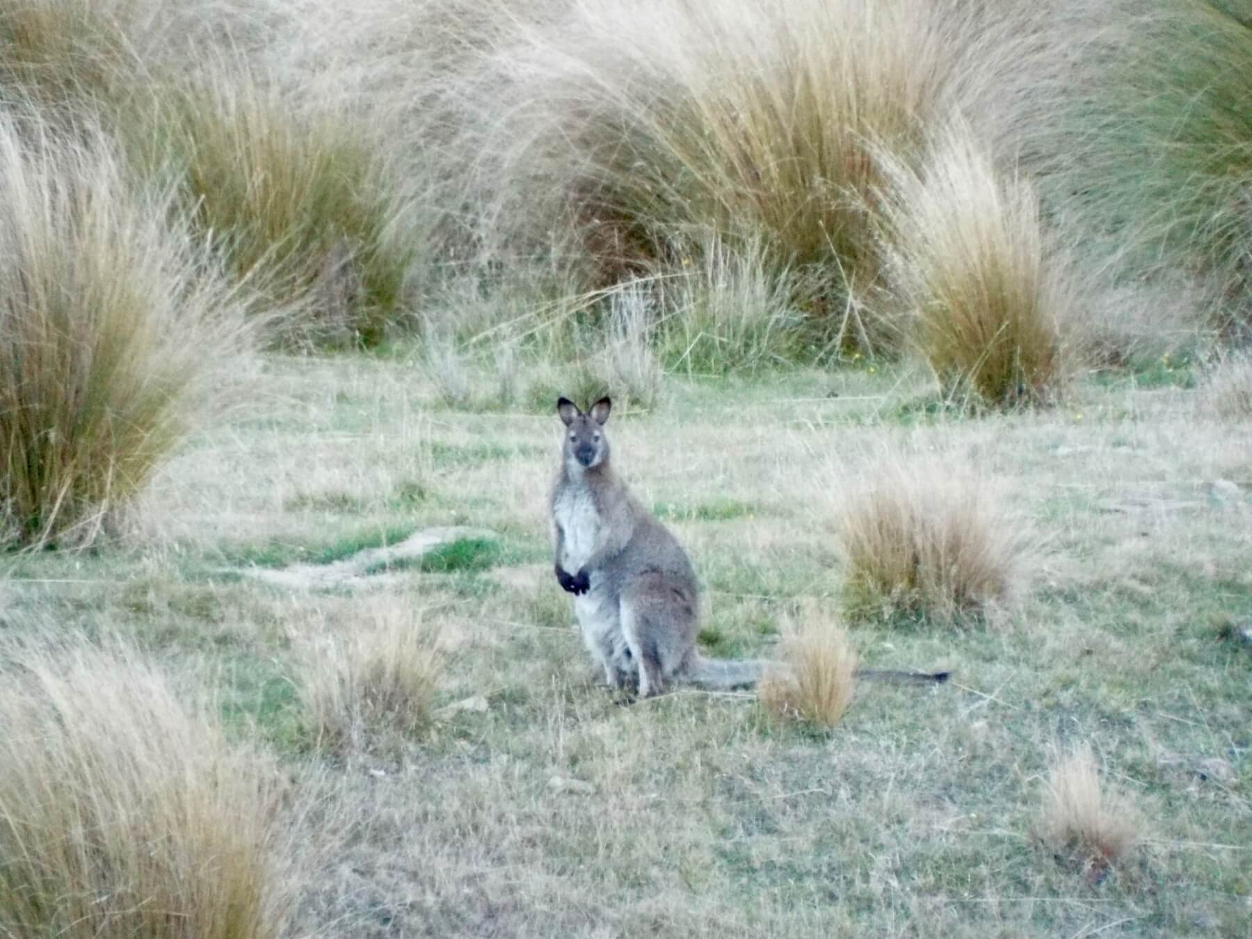 New Zealand varmint