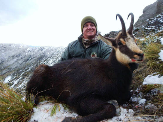 New Zealand chamois