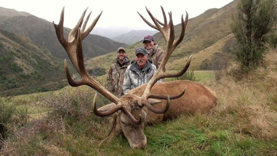 New Zealand red stag trophy