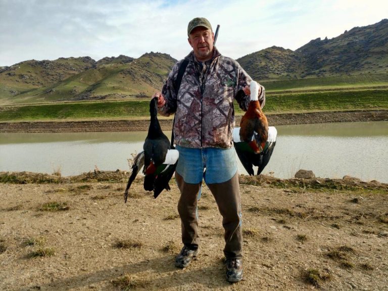 New Zealand paradise duck shooting