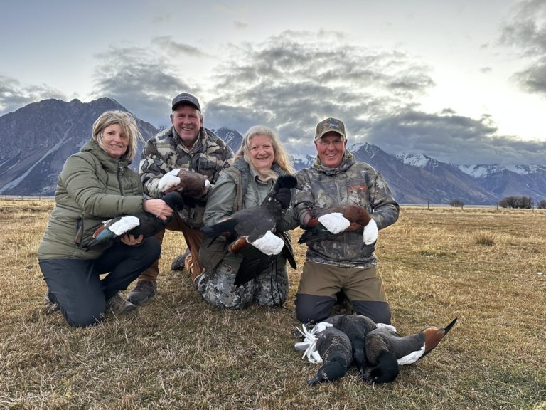 New Zealand paradise duck shooting