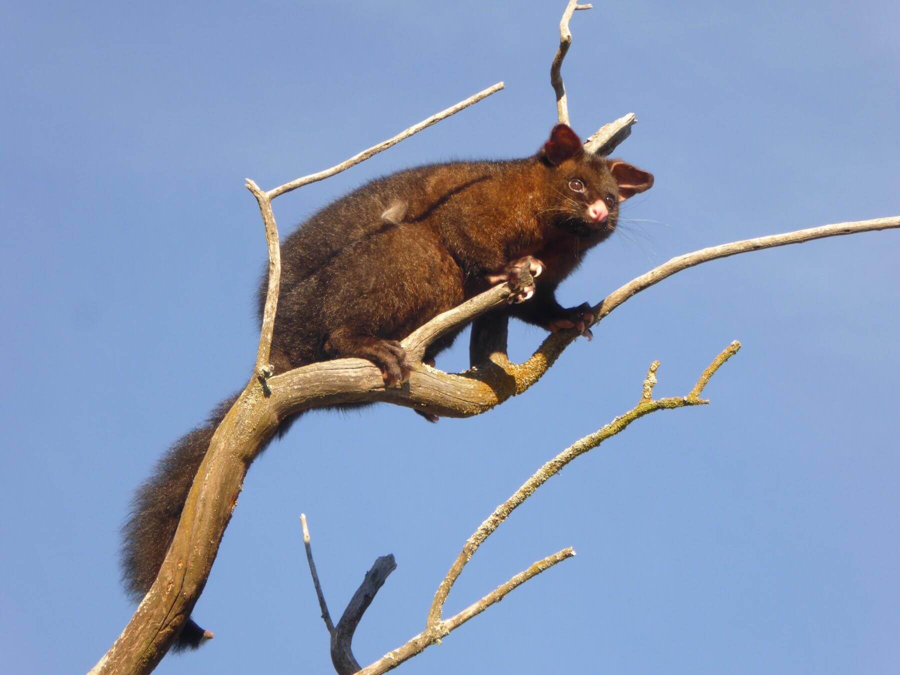 Possum shooting New Zealand