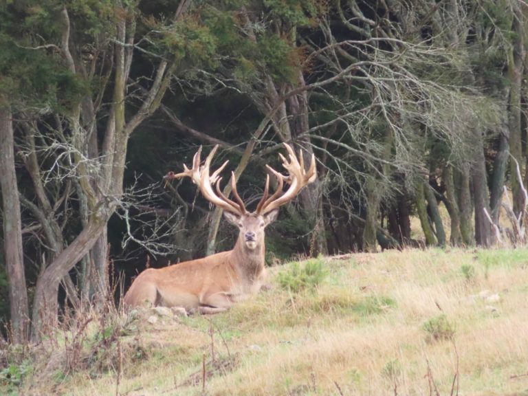 New Zealand red deer