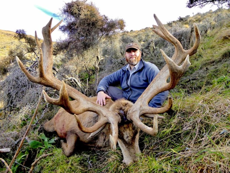 New Zealand red stag hunting trophy, 320 inches