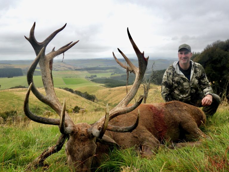 New Zealand red stag hunting trophy, 323 inches