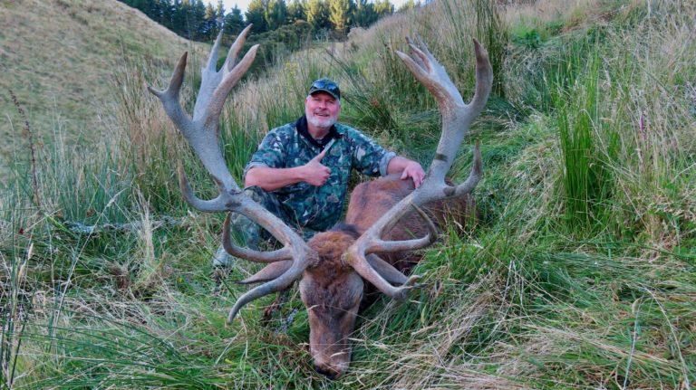 New Zealand red stag hunting trophy, 330 inches