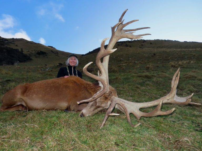 New Zealand red stag hunting trophy, 340 inches