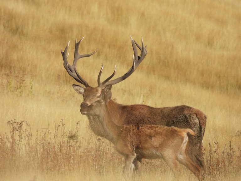 New Zealand wild red stag hunting trophy, 340 inches
