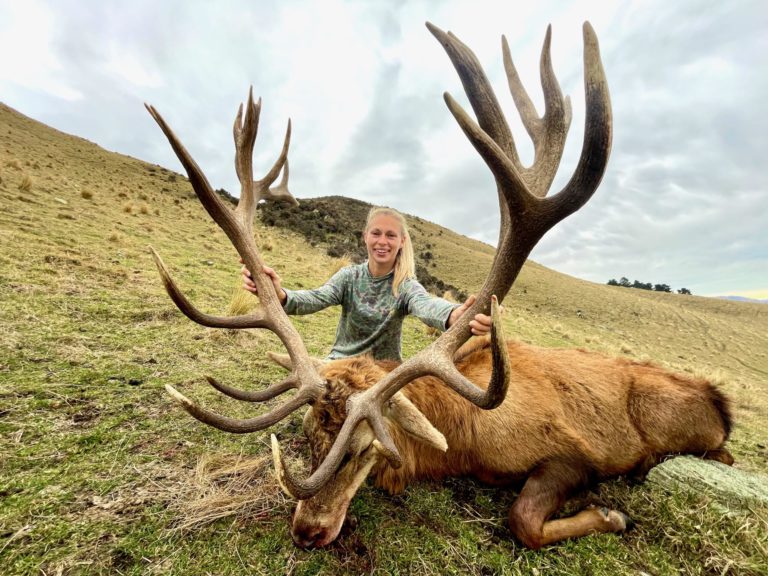 New Zealand red stag hunting trophy, 345 inches