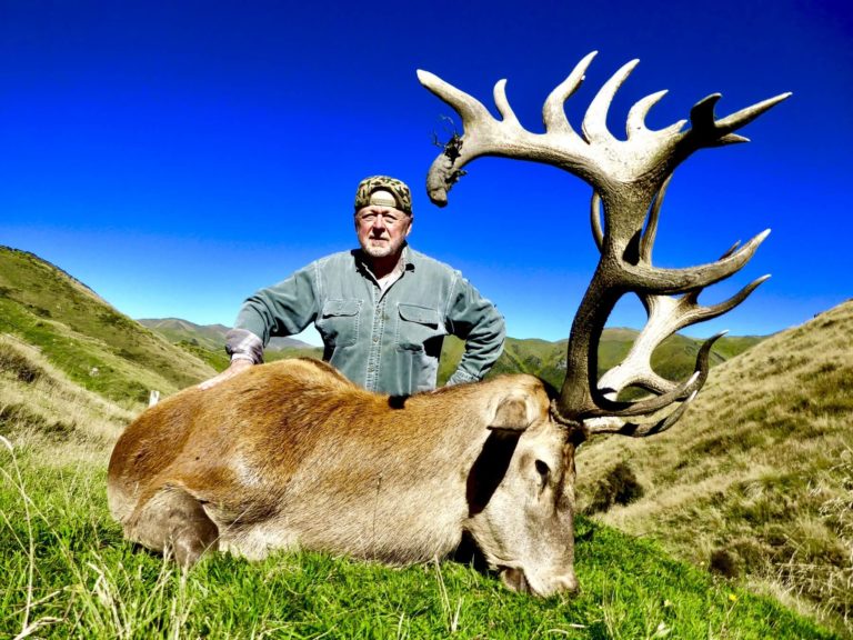 New Zealand red stag hunting trophy, 357 inches