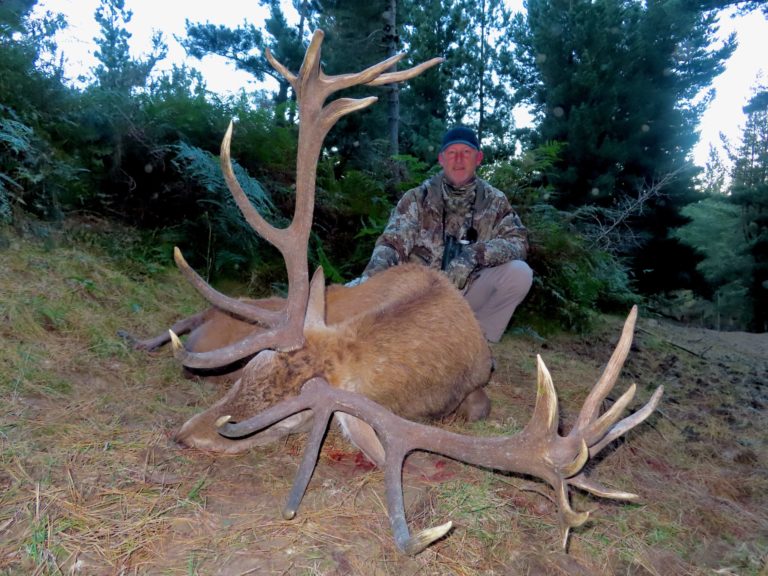New Zealand red stag hunting trophy, 360 inches