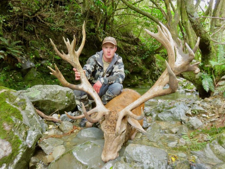 New Zealand red stag hunting trophy, 363 inches, 24 point