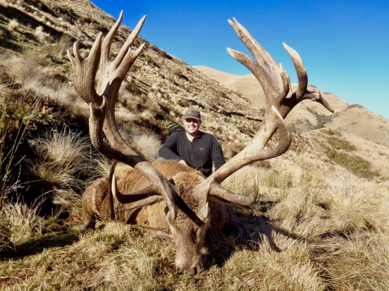 New Zealand red stag hunting trophy, 365 inches
