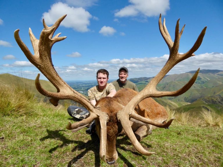 New Zealand red stag hunting trophy, 367 inches