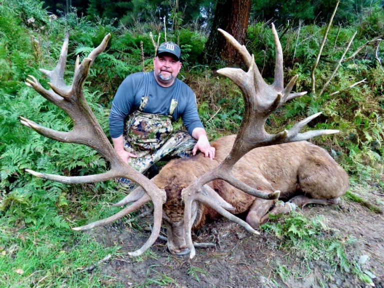 New Zealand red stag hunting trophy, 375 inches