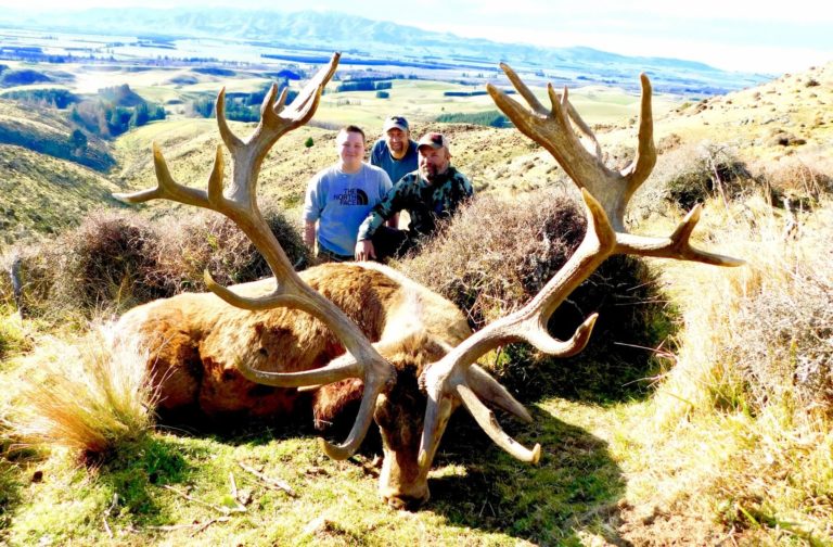 New Zealand red stag hunting trophy, 378 inches