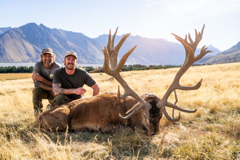 New Zealand red stag hunting trophy, 378 inches