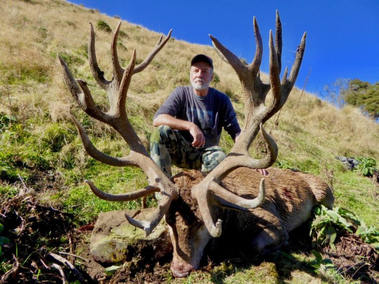 New Zealand red stag hunting trophy, 380 inches