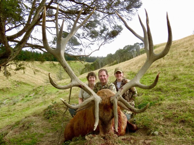 New Zealand red stag hunting trophy, 381 inches