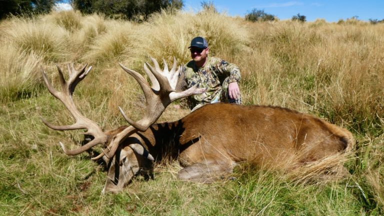 New Zealand red stag hunting trophy, 383 inches
