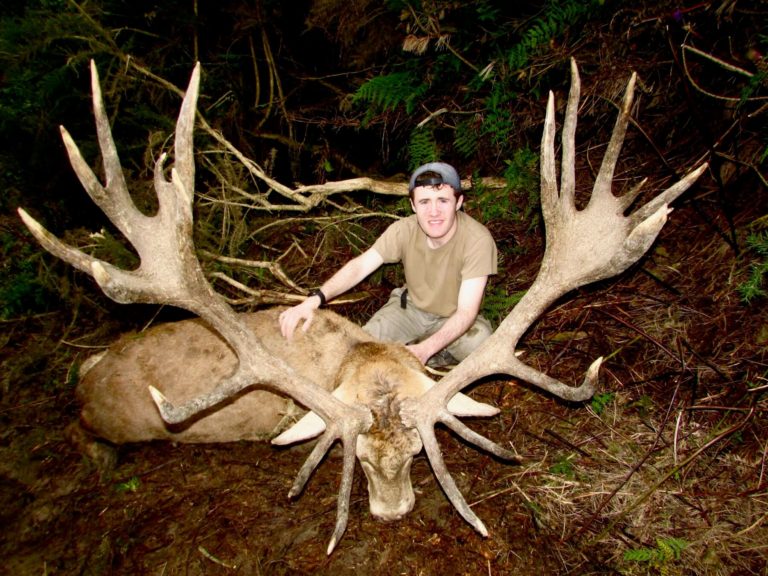 New Zealand red stag hunting trophy, 384 inches