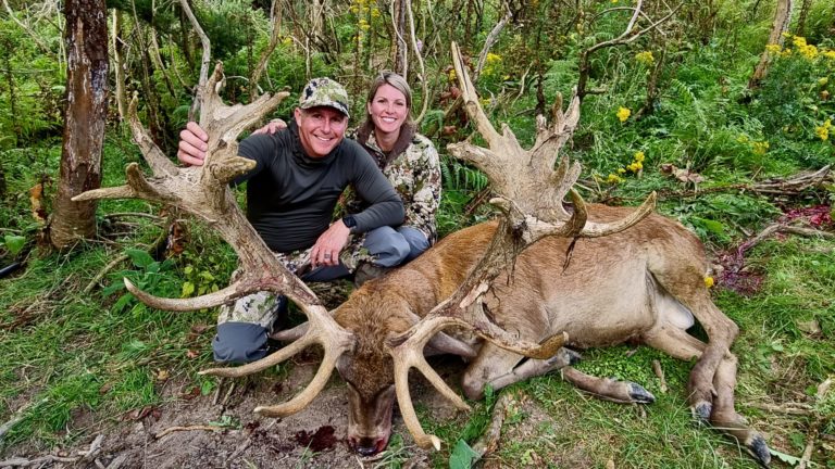 New Zealand red stag hunting trophy, 385 inches