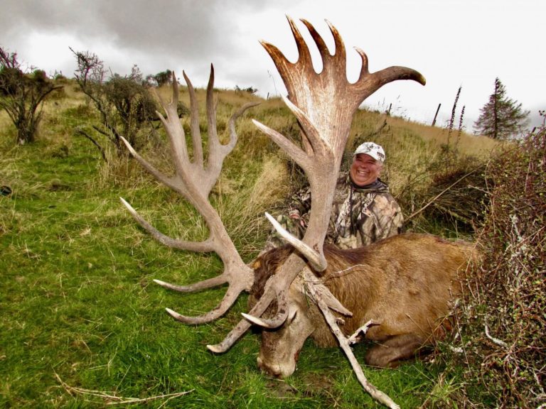 New Zealand red stag hunting trophy, 393 inches